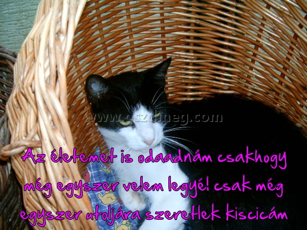 Az életemet is odaadnám
 
Az életemet is odaadnám csakhogy még egyszer velem legyél csak még egyszer utoljára szeretlek kiscicám