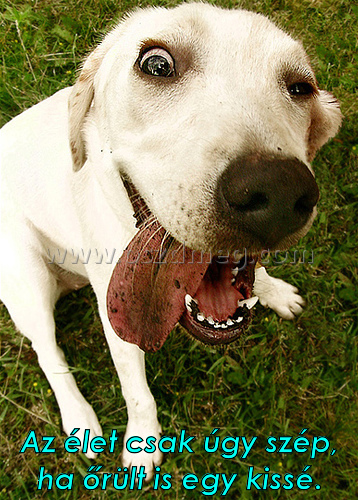 Az élet csak úgy szép
 
Az élet csak úgy szép, ha őrült is egy kissé.