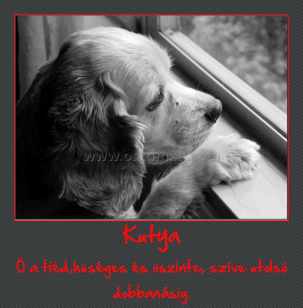 Kutya
 
Ö a tiéd,hüséges és öszinte, szíve utolsó dobbanásig.
