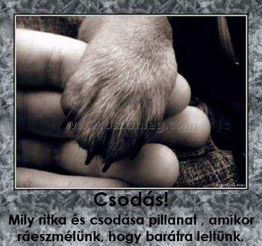 Csodás!
 
Mily ritka és csodása pillanat , amikor ráeszmélünk, hogy barátra leltünk.