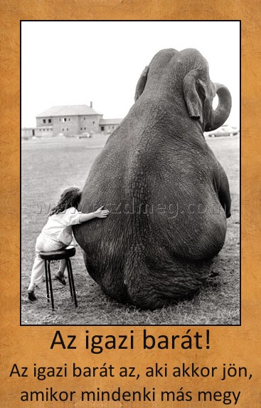 Az igazi barát!
 
Az igazi barát az, aki akkor jön, amikor mindenki más megy