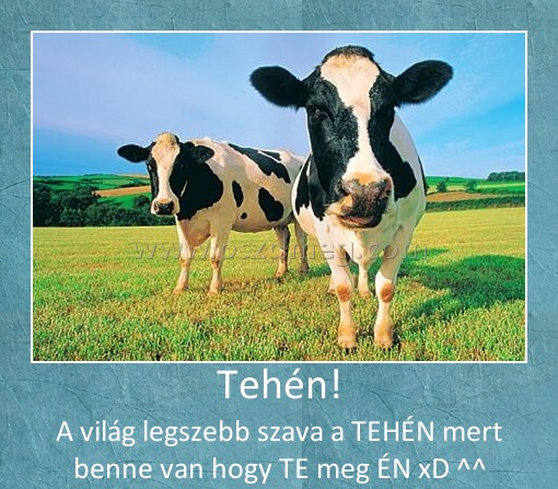 Tehén!
 
A világ legszebb szava a TEHÉN mert benne van hogy TE meg ÉN xD ^^