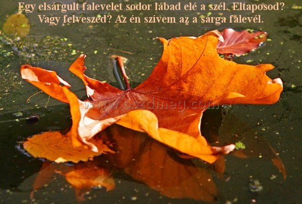 Egy elsárgult falevelet sodor
 
Egy elsárgult falevelet sodor lábad elé a szél. Eltaposod? Vagy felveszed? Az én szívem az a sárga falevél.