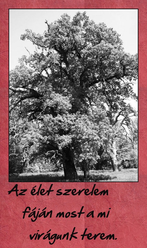 Az élet szerelem fáján most a mi virágunk terem.
 
