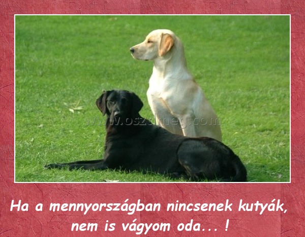 Kutyák
 
Ha a mennyországban nincsenek kutyák, nem is vágyom oda... ! 