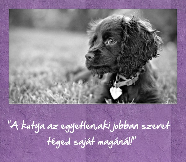 "A kutya az egyetlen
 
