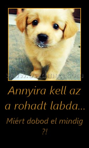 Annyira kell az a rohadt labda...
 
Miért dobod el mindig ?!