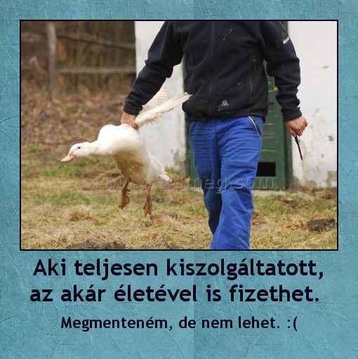 Aki teljesen kiszolgáltatott, az akár életével is fizethet. 
 
Megmenteném, de nem lehet. :(