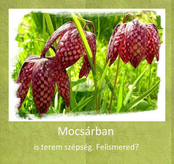 Mocsárban 
 
is terem szépség. Felismered? 